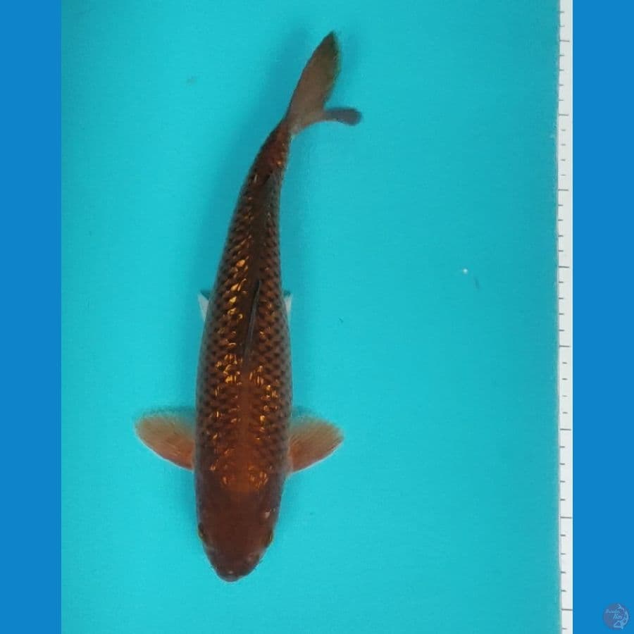 chagoi ginrin 31cm