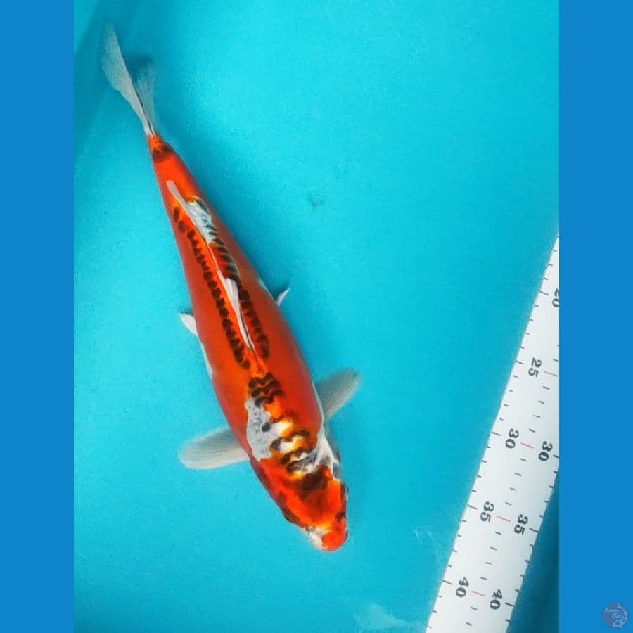 benikiko 33cm