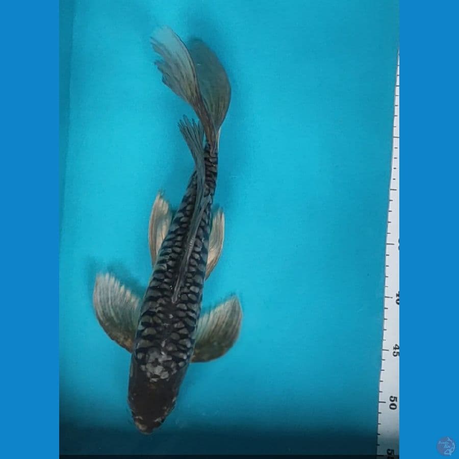 kumpay sora antik 37cm male