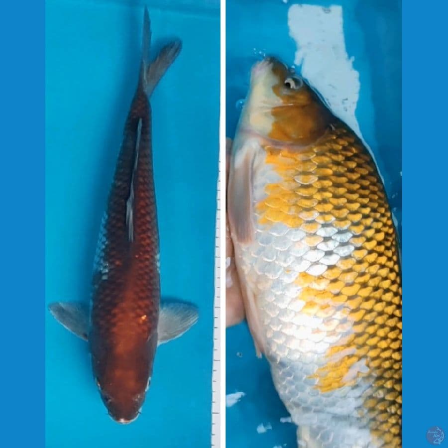 ochiba punuk 39cm male