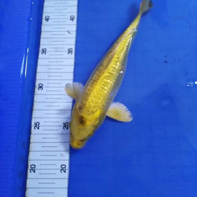 Kawari ginrin