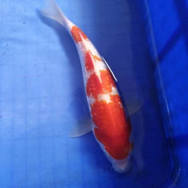 Kohaku ginrin