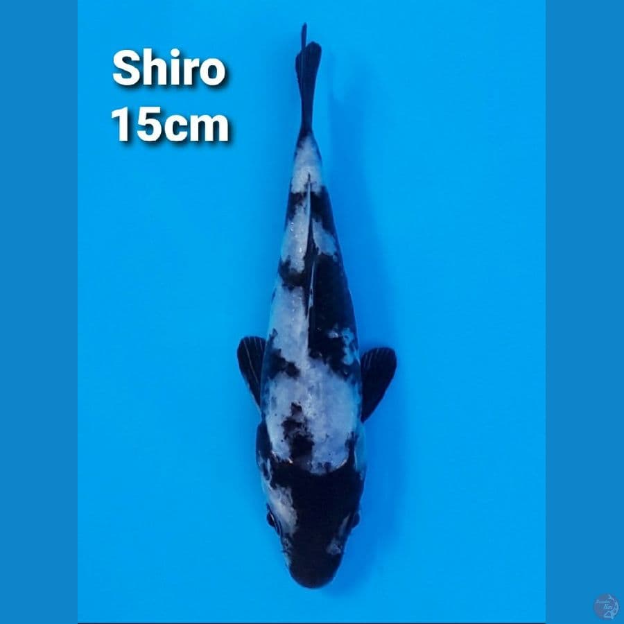 SHIRO UTSURI 15CM