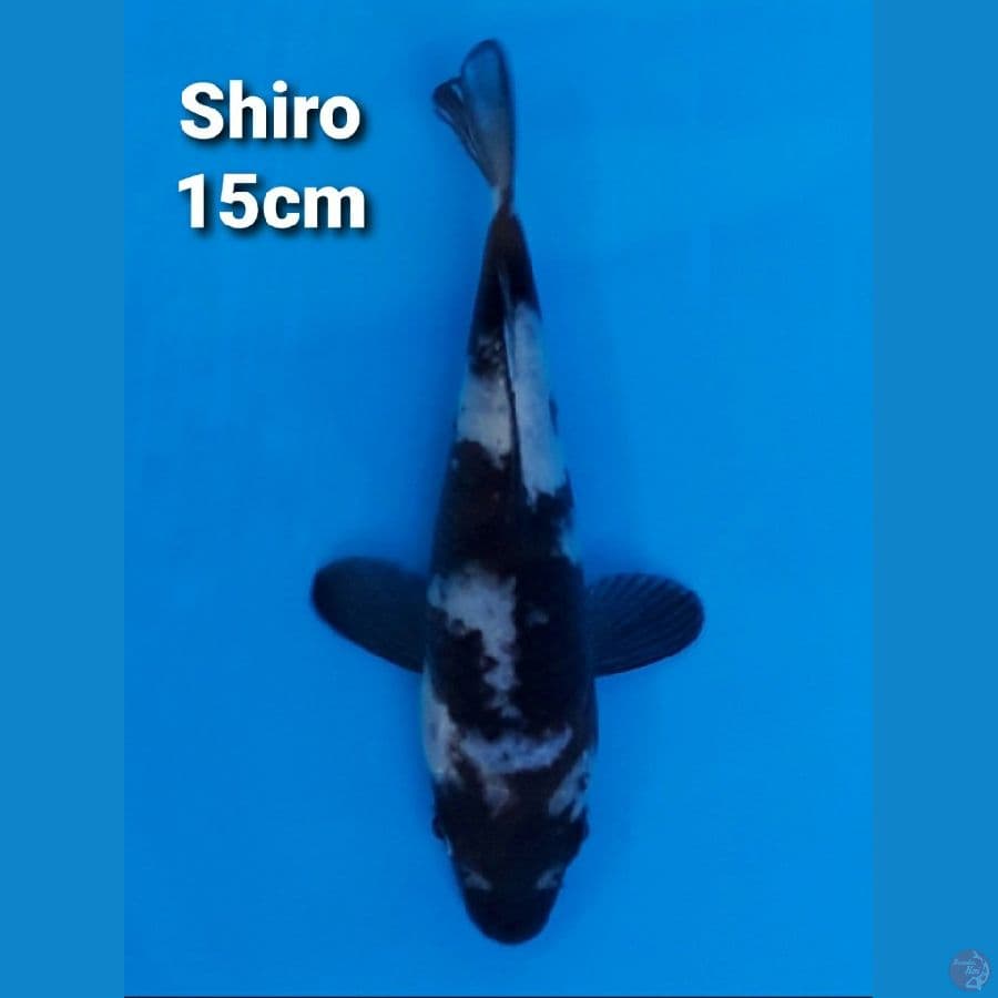 SHIRO UTSURI 15CM