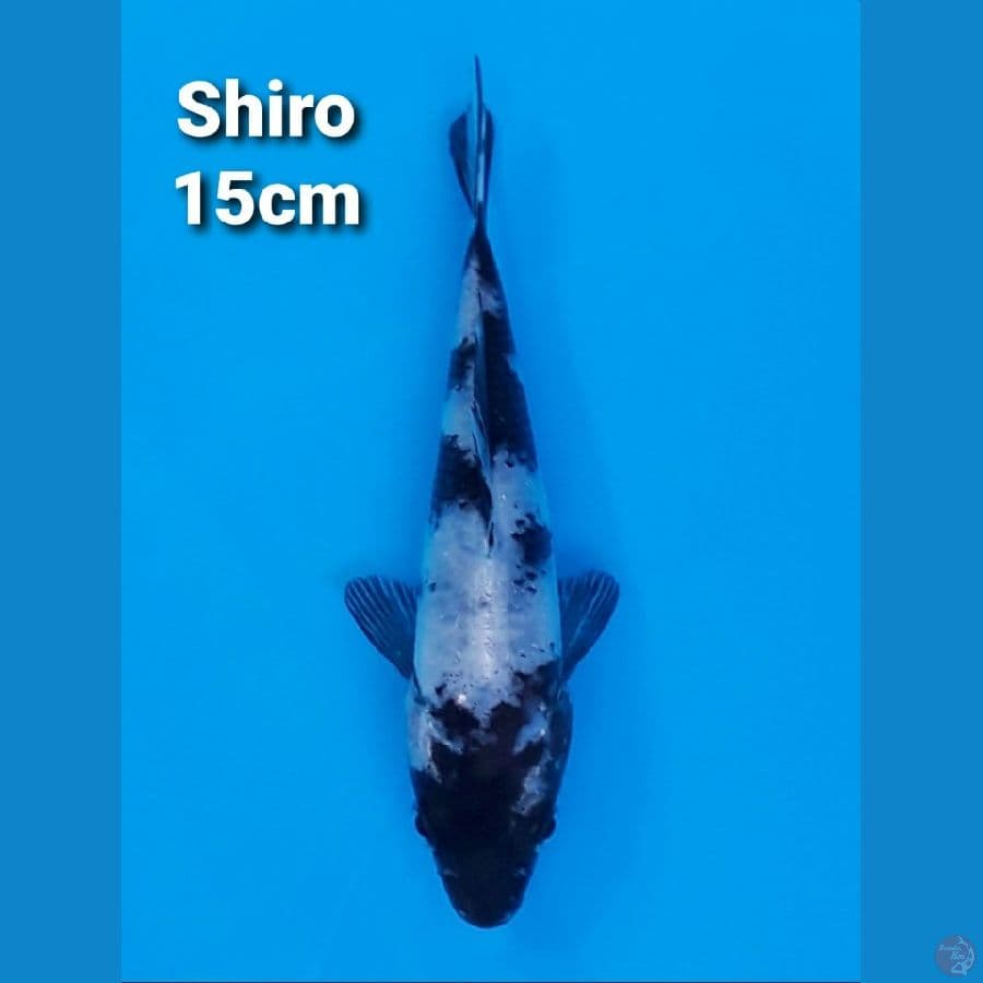 SHIRO UTSURI 13CM
