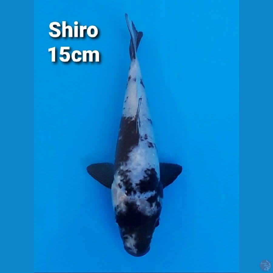 SHIRO UTSURI 15CM