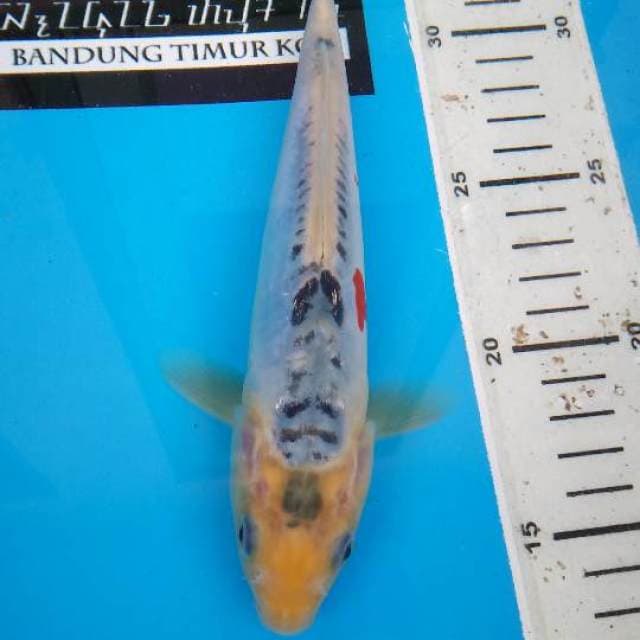 Shusui F1 Prima Koi