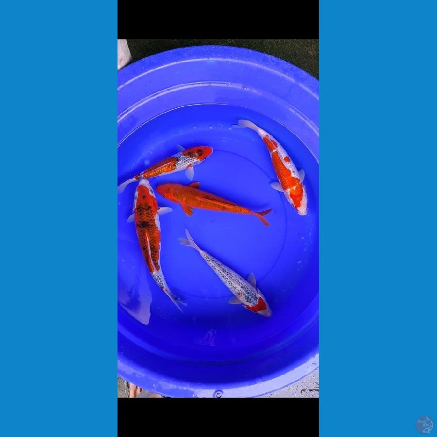 30-37cm
