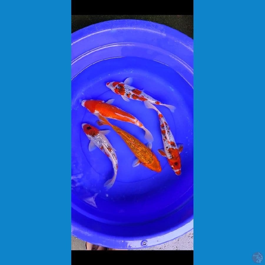 31-35cm