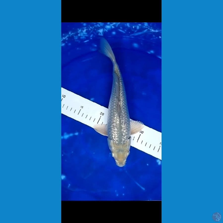 sargoi ginrin body bulky punuk