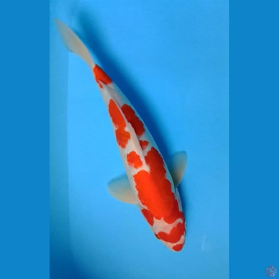 Kohaku