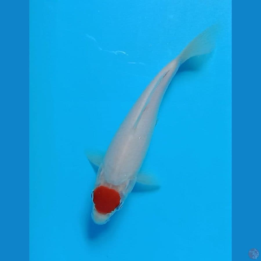 tancho kohaku