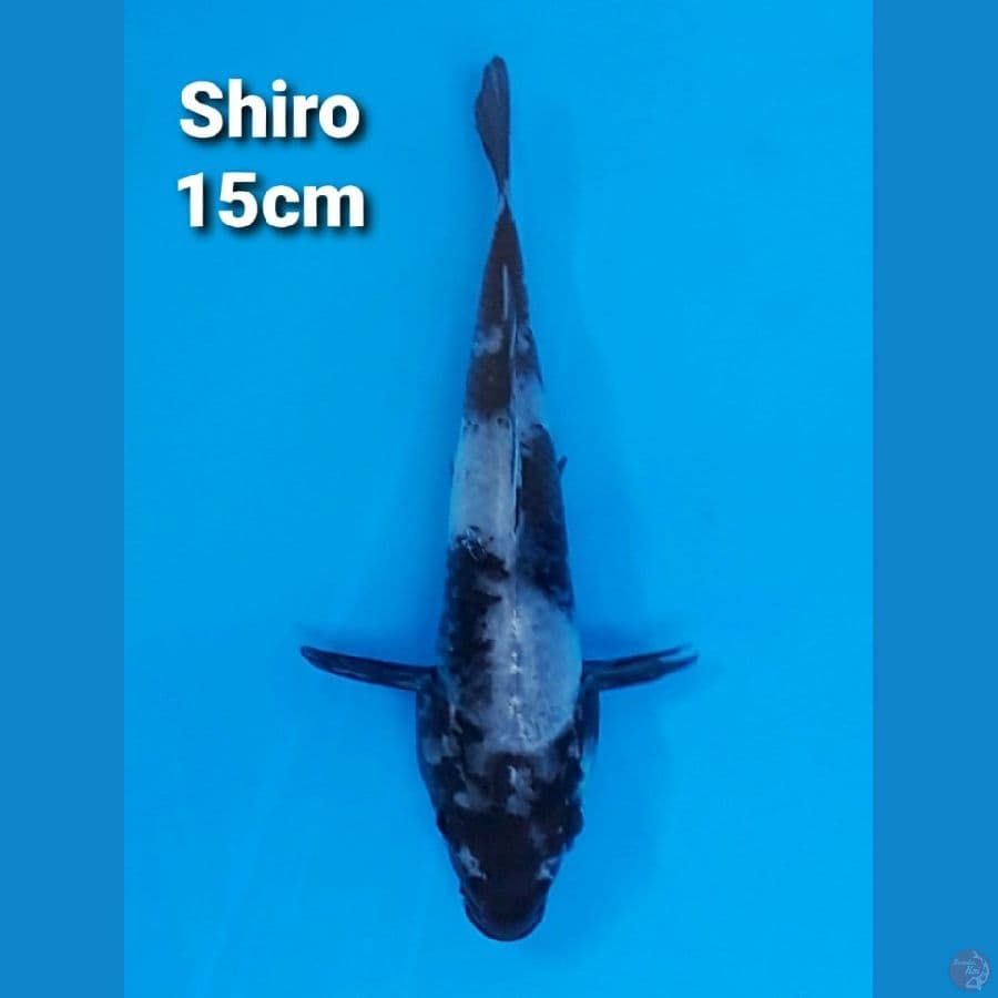 SHIRO UTSURI 15CM
