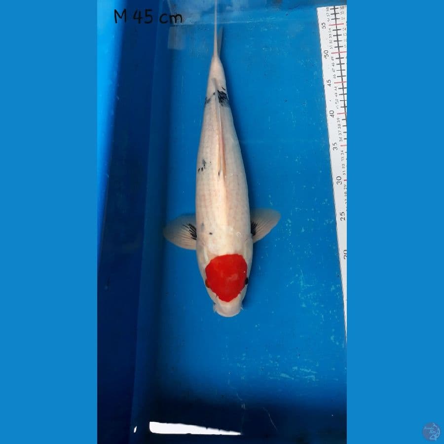 tanco showa 45 cm