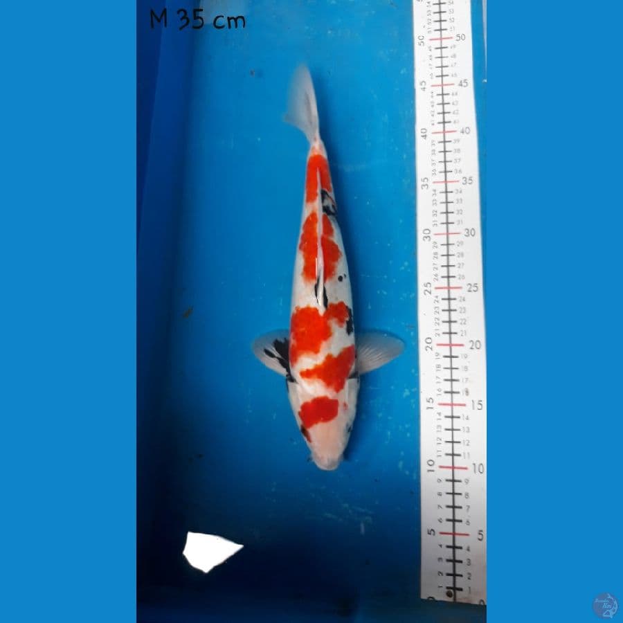 showa m 35 cm