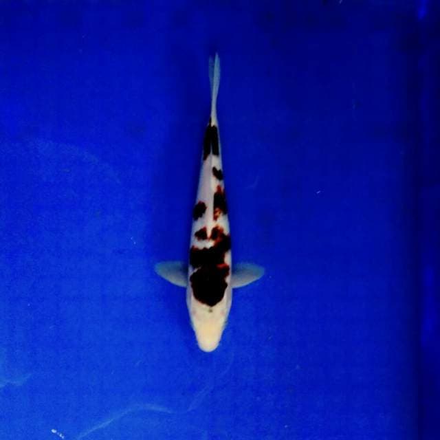 Baby budho 22cm