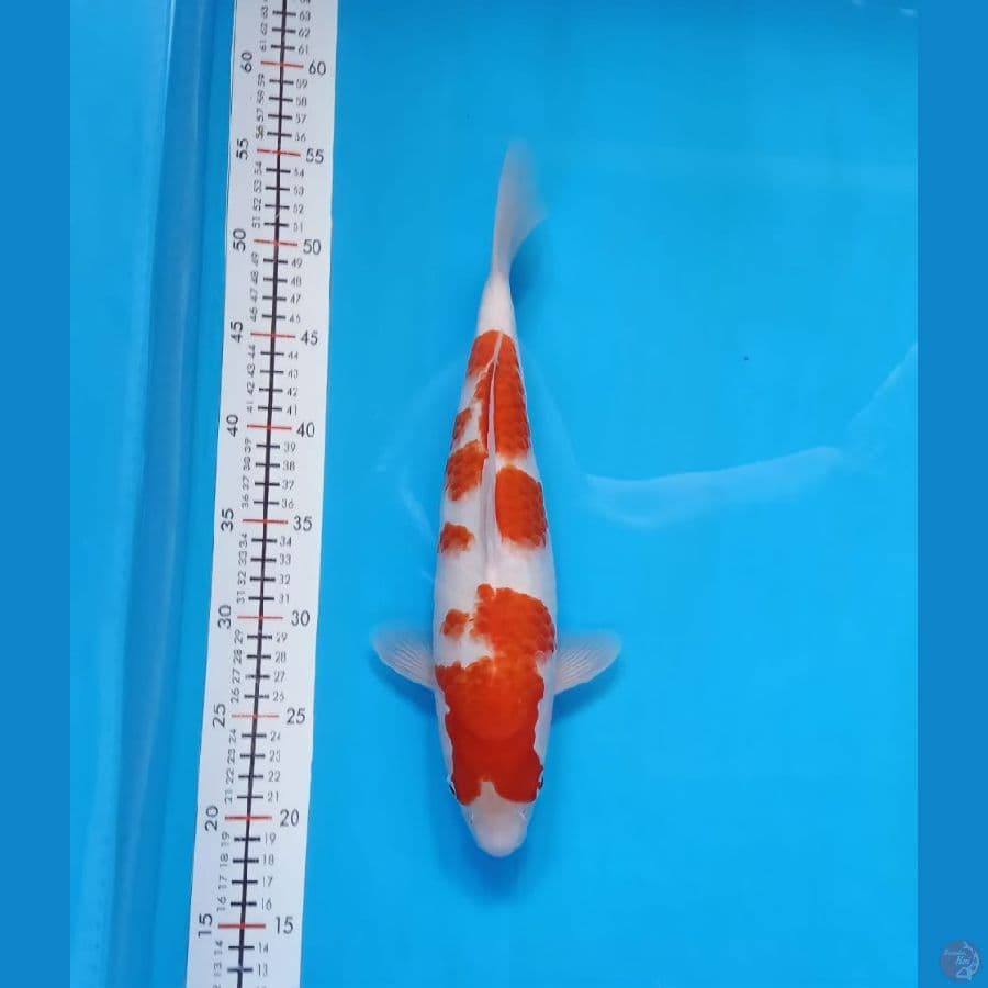 kohaku 35cm