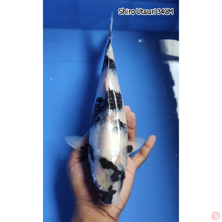 Shiro 34CM