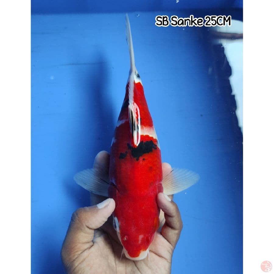 SB Sanke 25CM