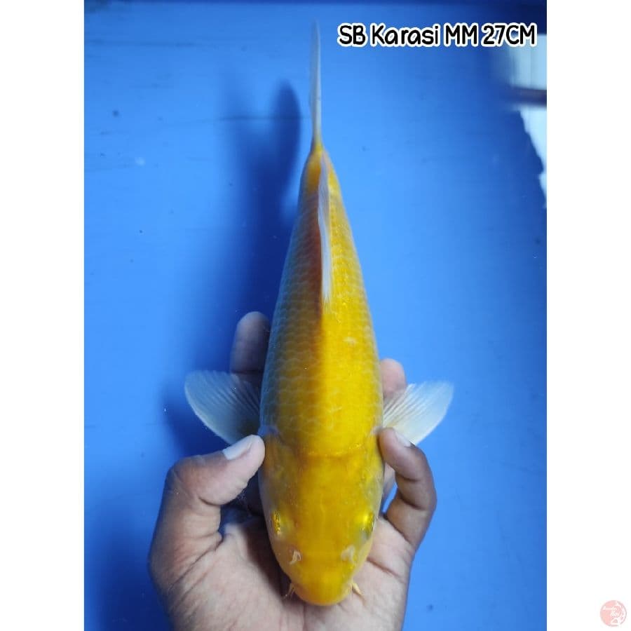 SB Karasi 27CM
