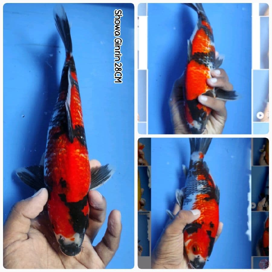 Showa Ginrin 28CM