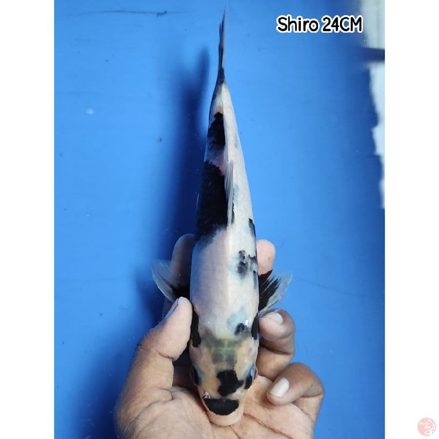 Shiro 24CM