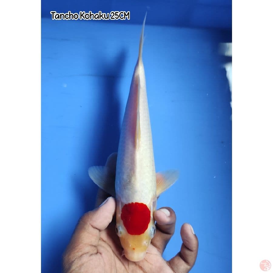 Tancho Kohaku 25CM