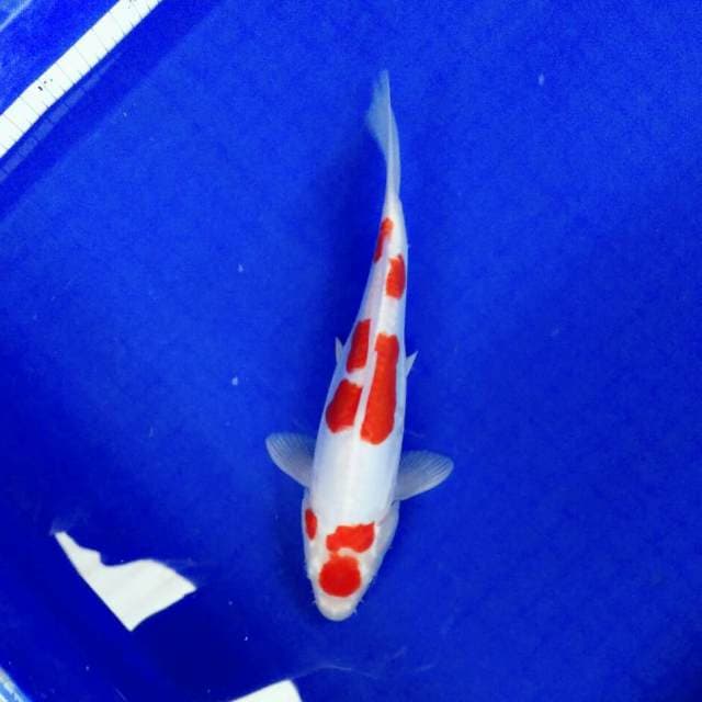 Maruten 25cm