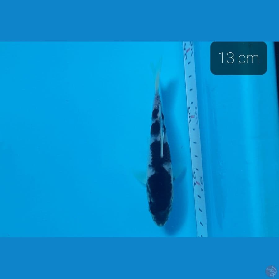 minion 13 cm
