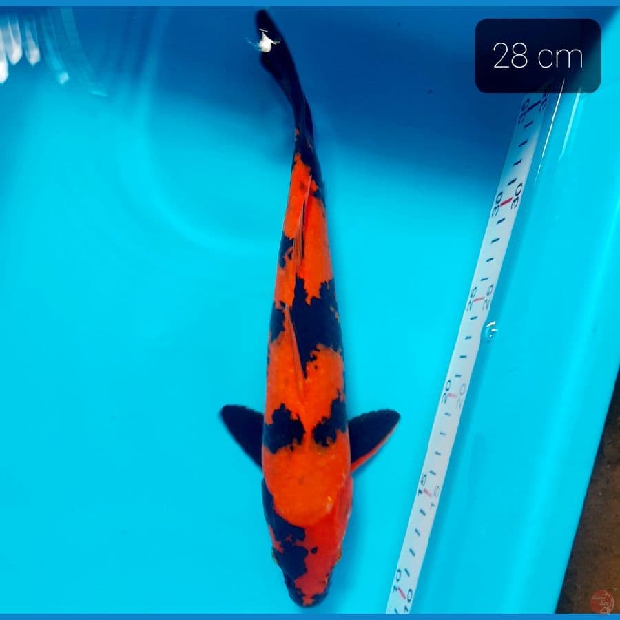 Hiu 28 cm