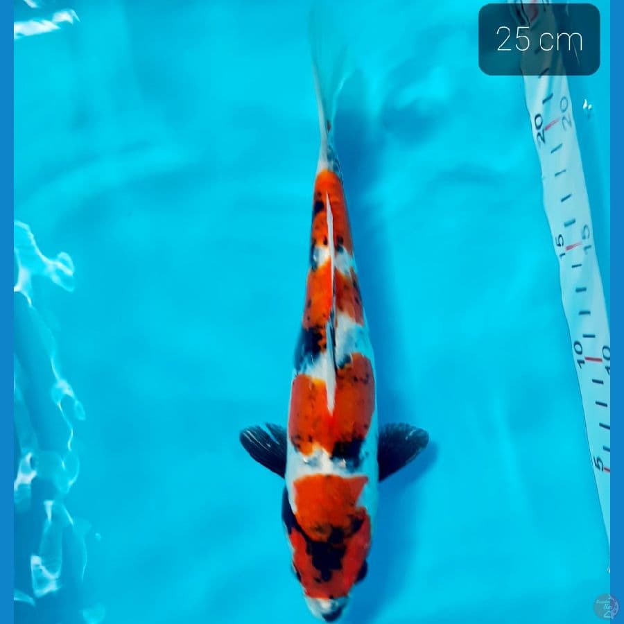 showa doit ori 25 cm