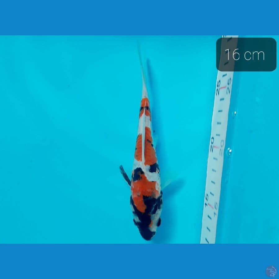 minion doit 16 cm