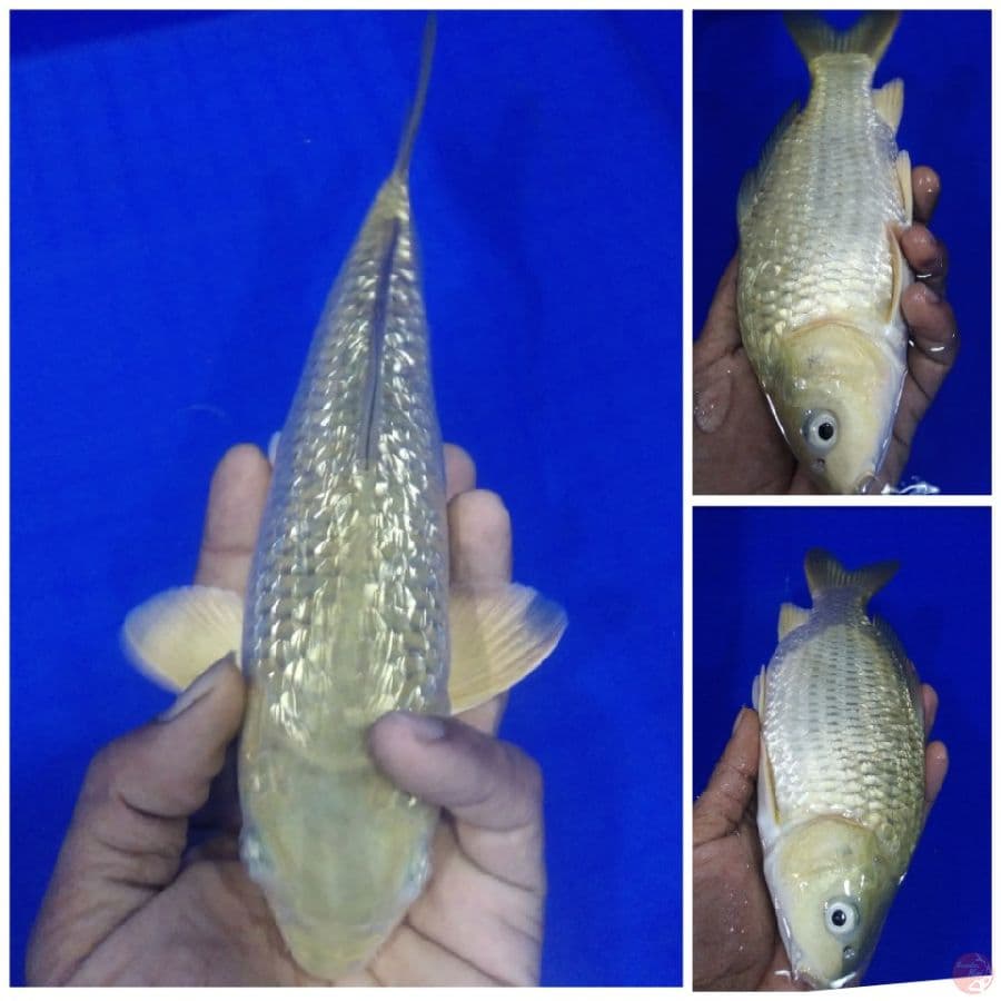 _sbt03_ soragoi ginrin punuk 27cm