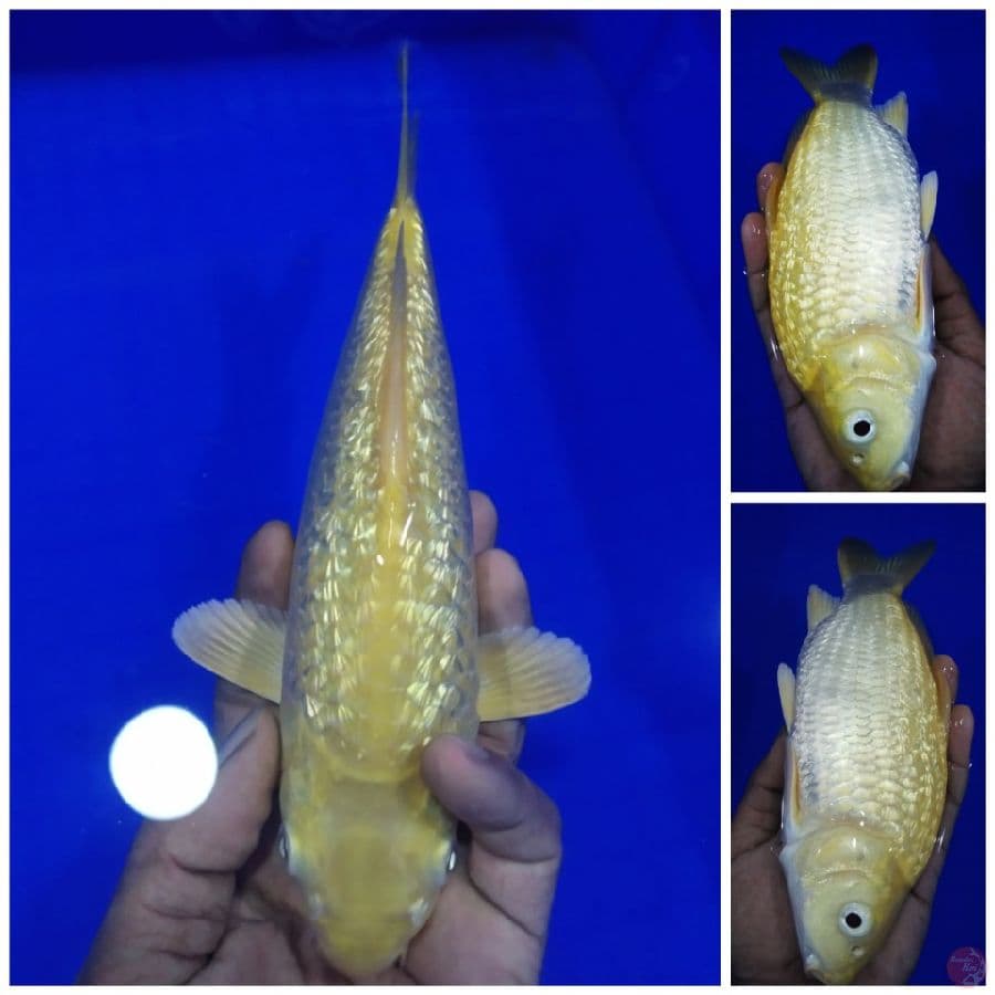_sbt05_ karashi ginrin e punuk 26cm