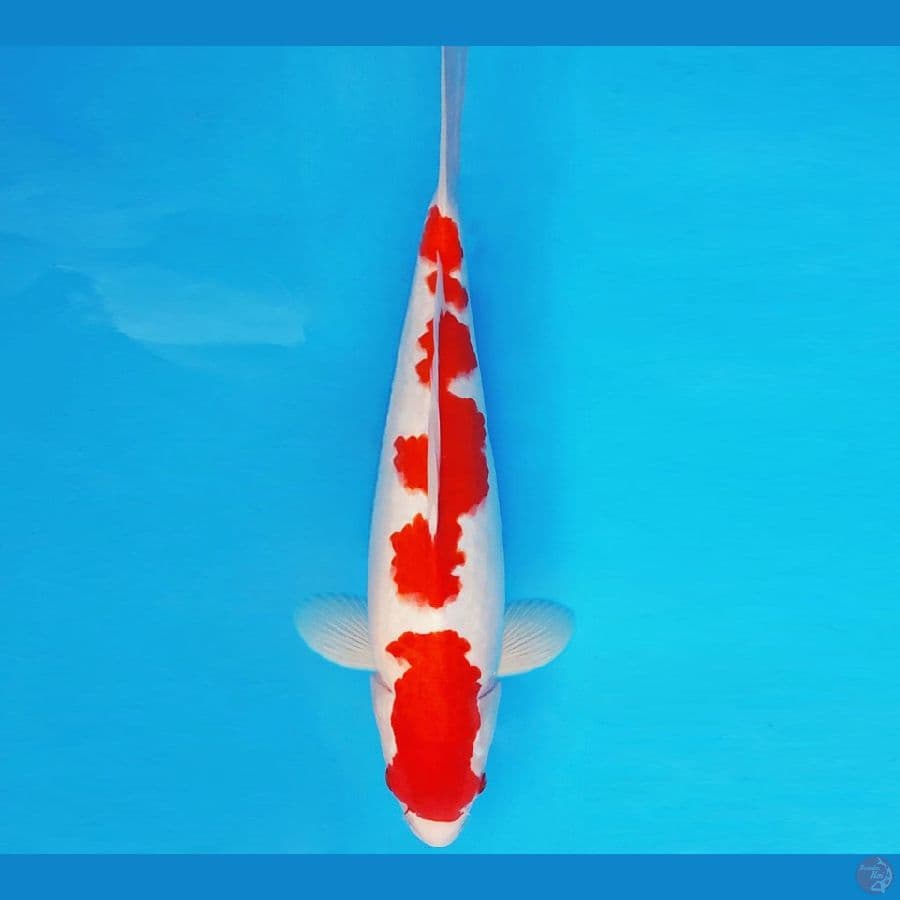 KOJO NO TSUKI 3 ~ KOHAKU 35 cm/male ™