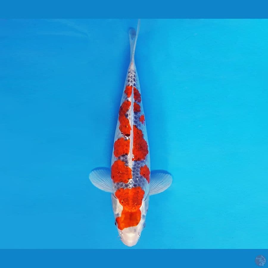 KOJO NO TSUKI 8 ~ GOSHIKI SPC 33 cm/fm ™