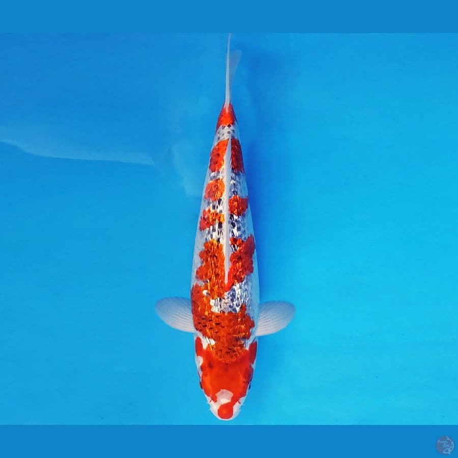KOJO NO TSUKI 10 ~ GOSHIKI GIN RIN 34 cm/fm ™