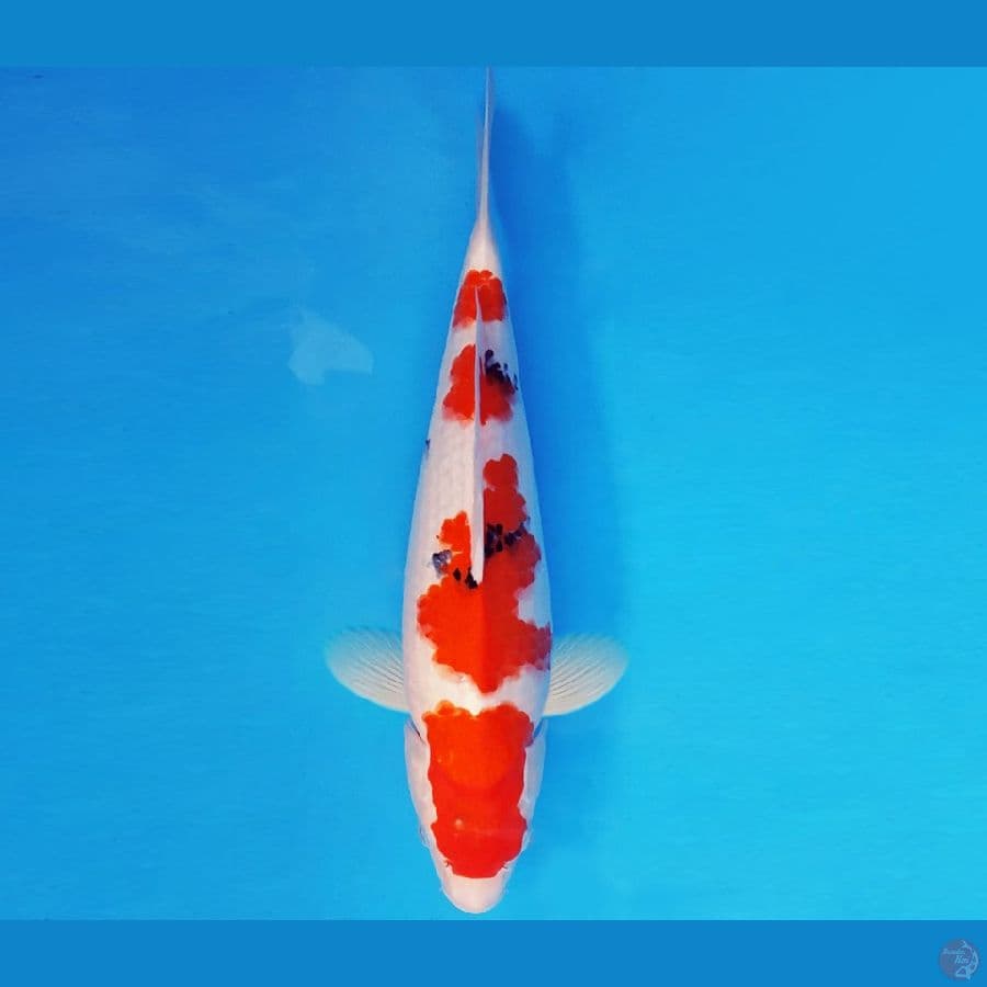 KOJO NO TSUKI 14 ~ SANKE 36 cm/fm ™