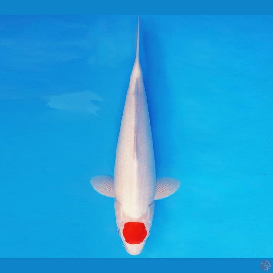 KOJO NO TSUKI 18 ~ TANCHO 38 cm/fm ™