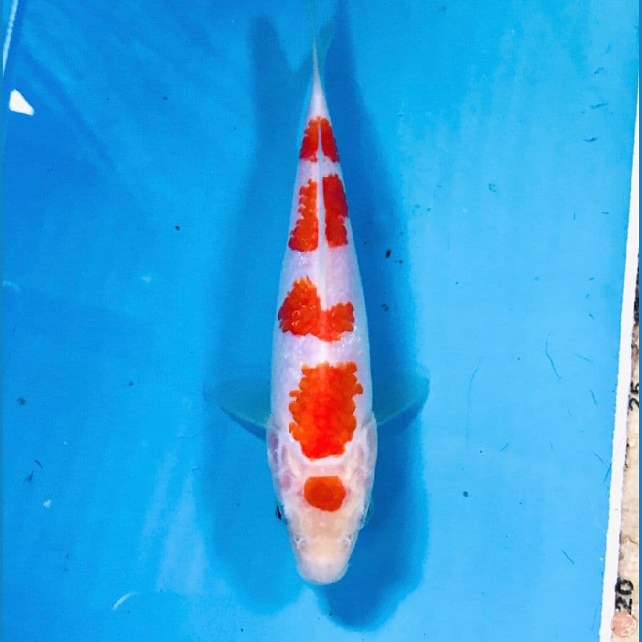 maruten kohaku, 15 cm