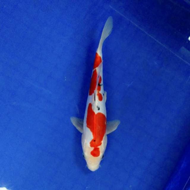 Baby tategoi doitsu 21cm
