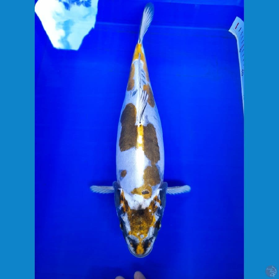 kiko sq 40cm