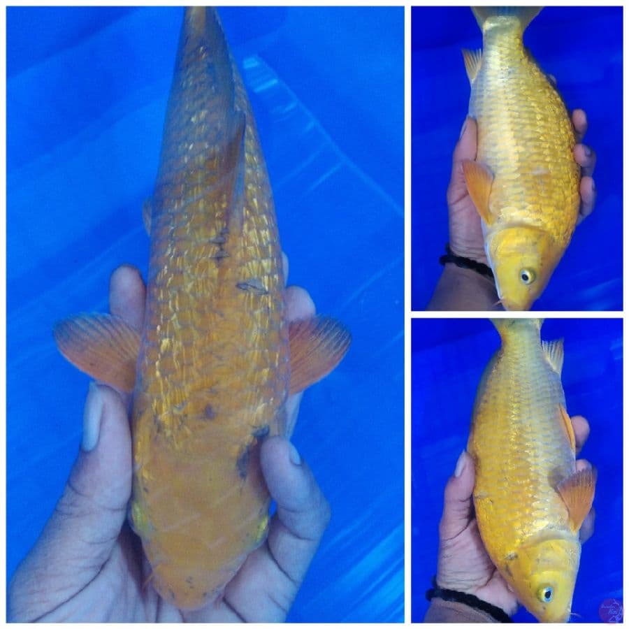 chagoi caramel ginrin