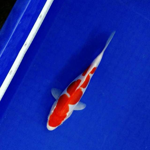 Baby inacuma 22cm