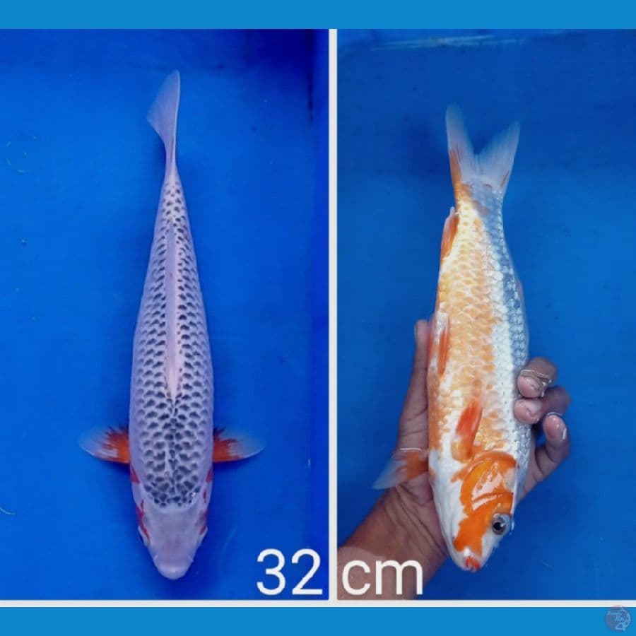 asagi 31 cm