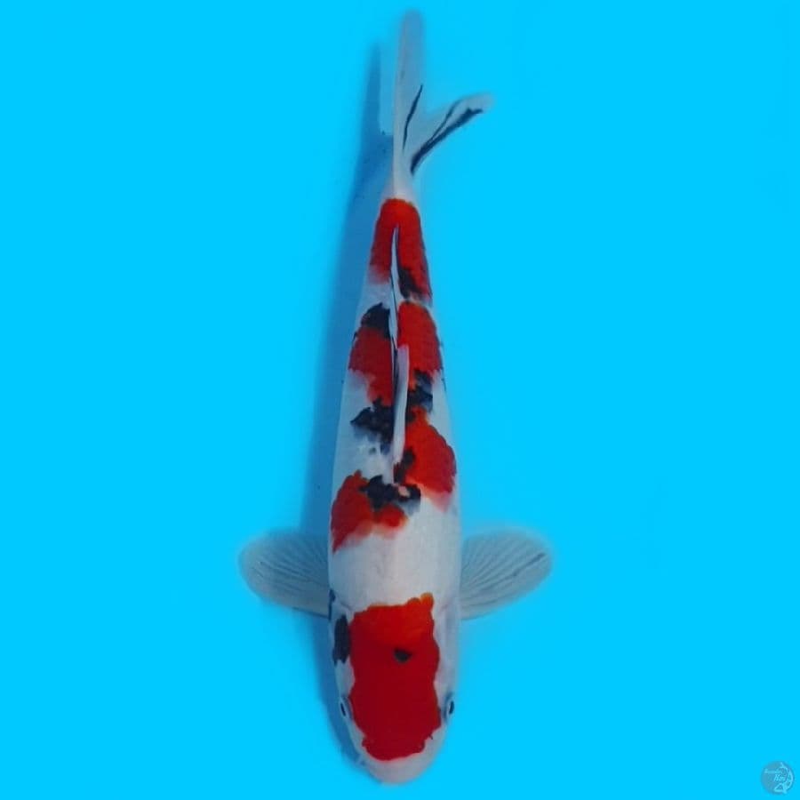 Sanke Subosumi 30cm