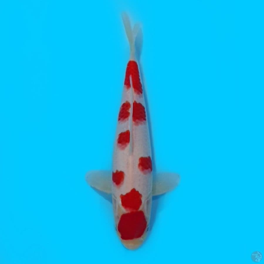 Sakura Kohaku 25cm Ready show