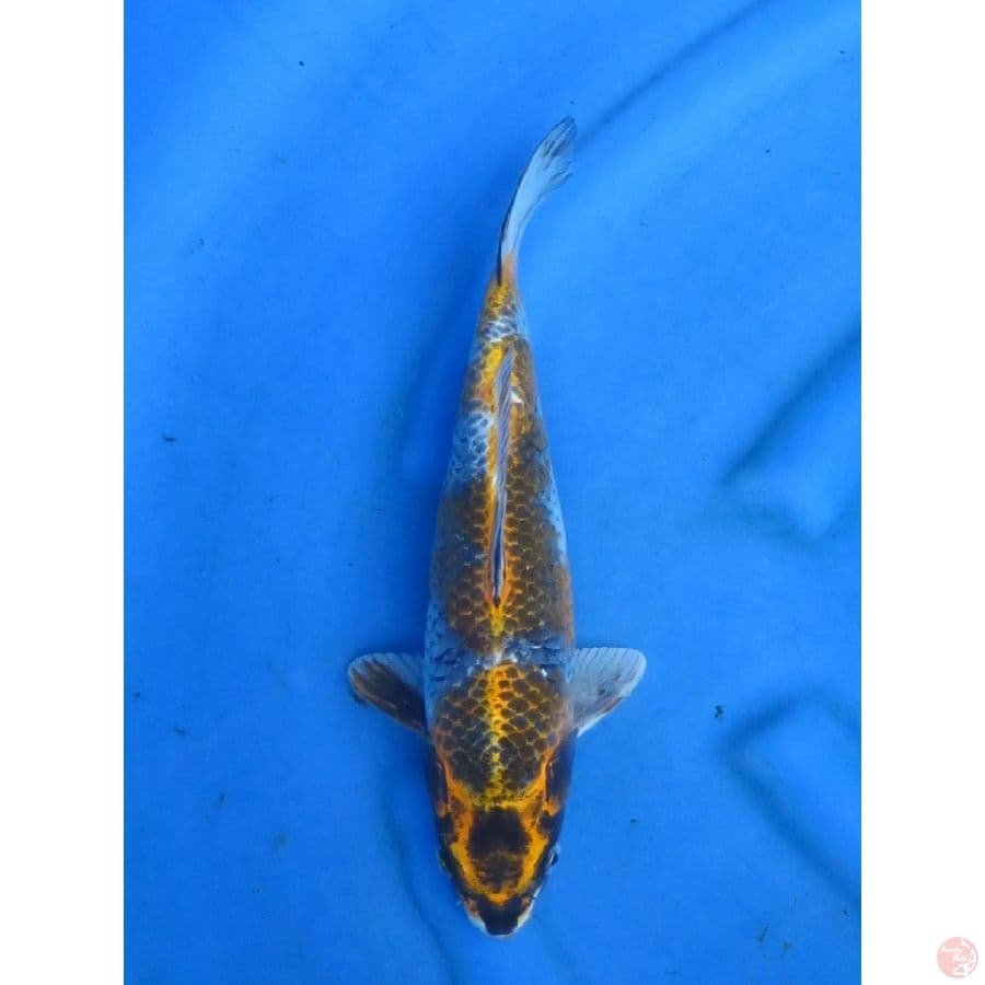 32cm , Gold Ochiba