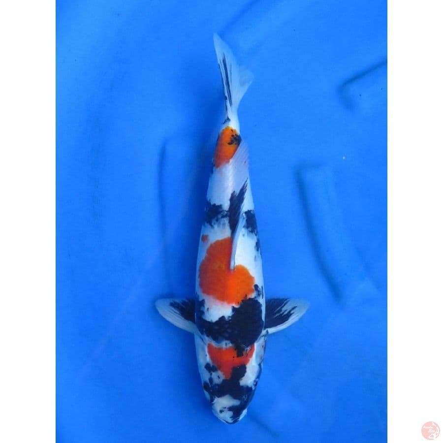 37cm , Male Kindai Showa