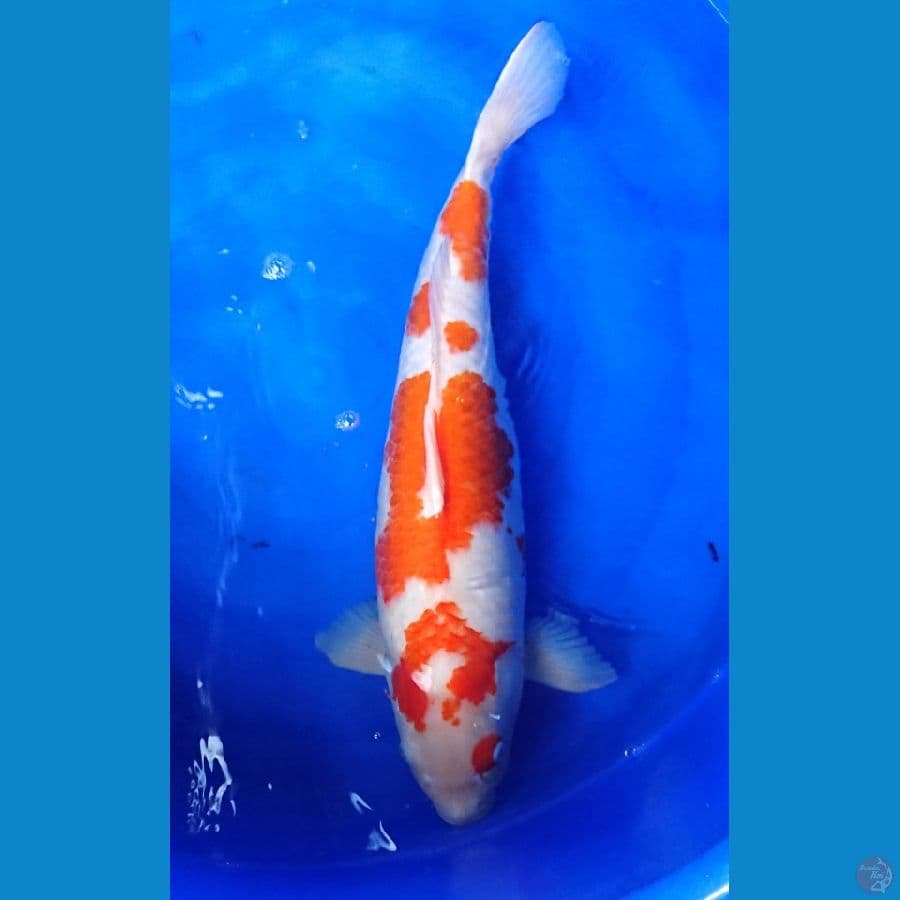 kohaku indukan skin halus body besar 53xm